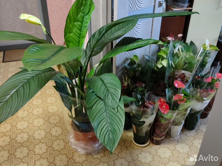 Антуриумы и спатифиллумы silver купидо, Диамант