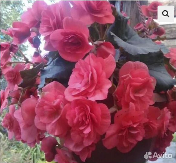 Бегония элатиор соления розовая