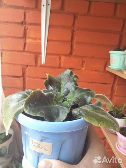 Продам сортовые фиалки