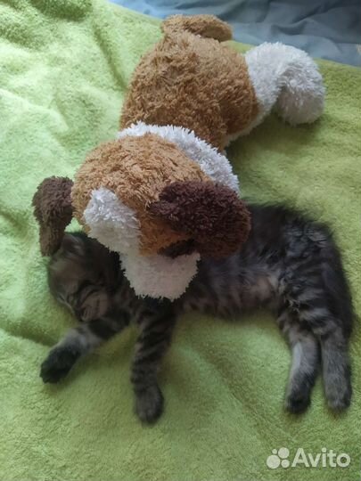 Другие породы