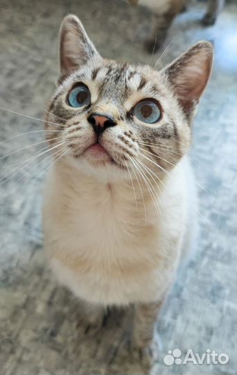Кошки в добрые руки