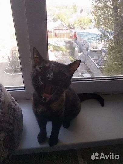 Кошечка Арабеска