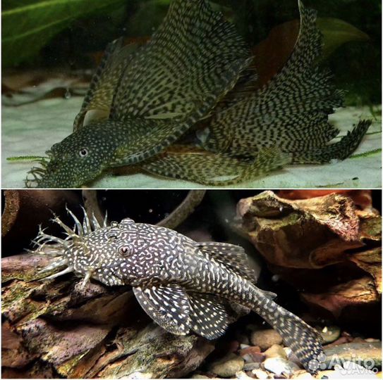 Анциструс вуалевый и обыкновенный