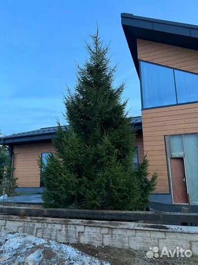 Ель из питомника