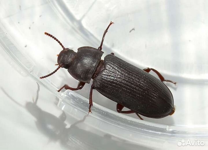 Жук точильщик