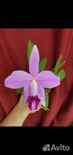 Cattleya, орхидеи, каттлеи