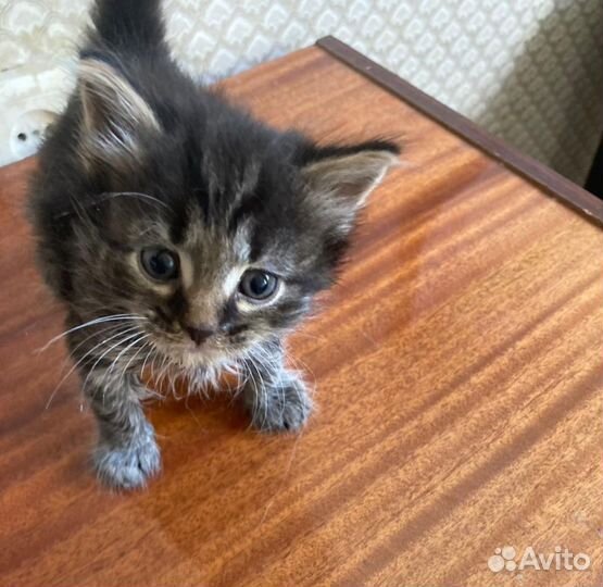 Котята, 1,5 месяца