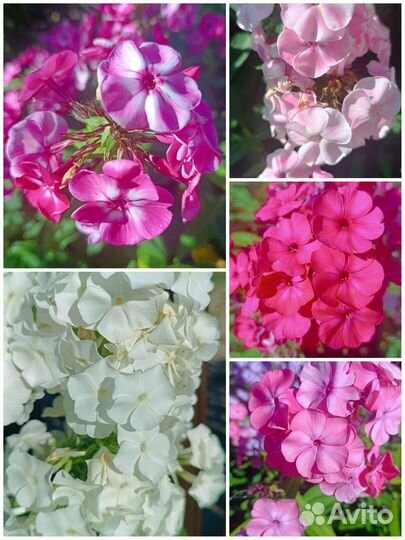 Гортензии и декоративные растения для сада