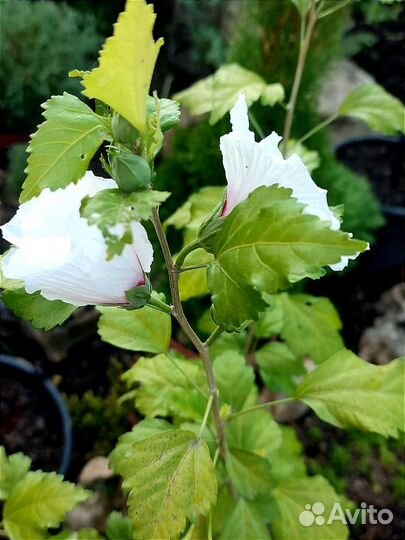 Гибискус сирийский садовый