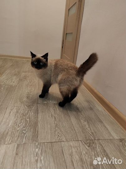 Отдам в добрые руки