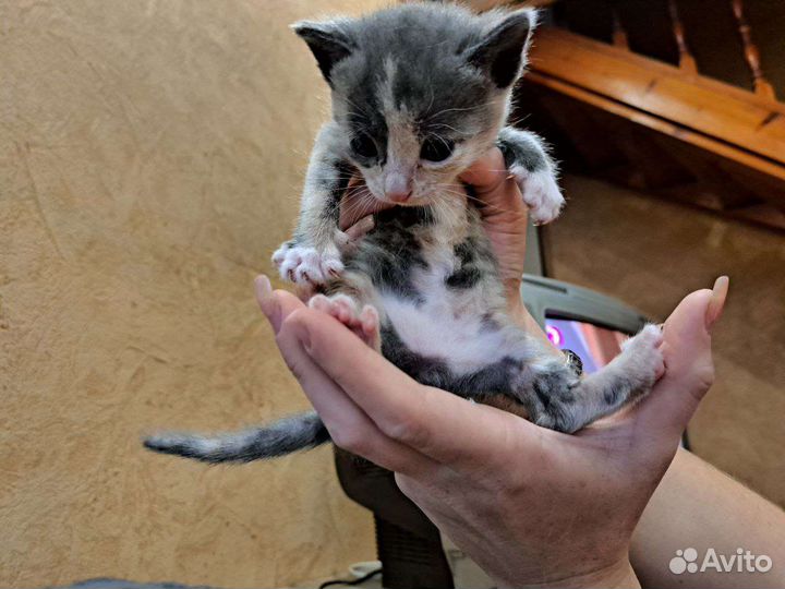 Котята ищут дом