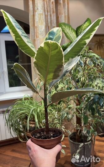 Фикус каучуконосный Tineke