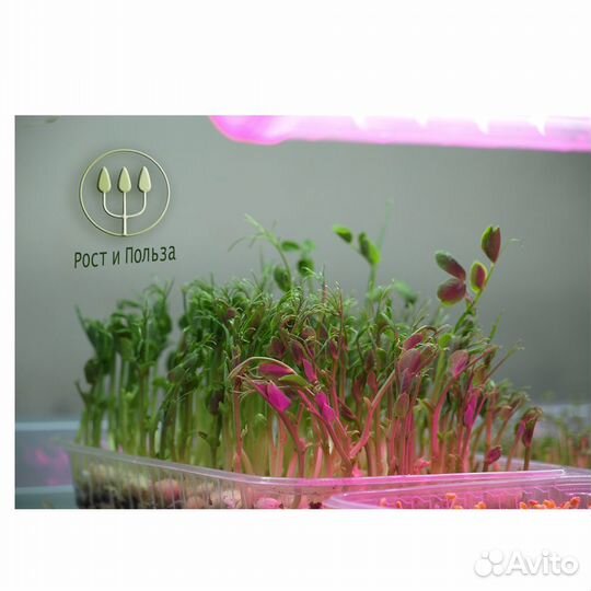 Микрозелень