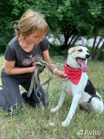 Молодая собачка из приюта