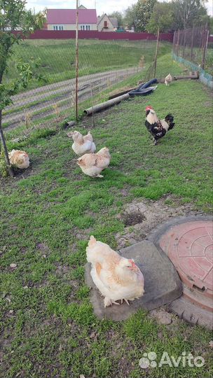 Куры породная птица