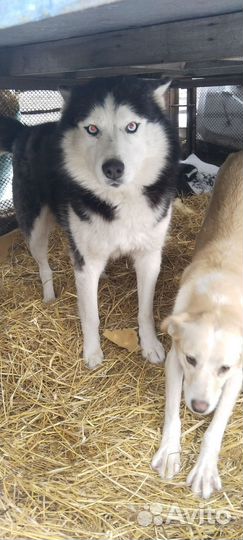 Сибирский хаски