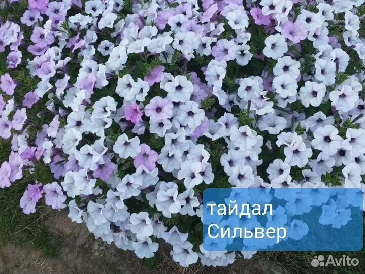 Ампельная петуния