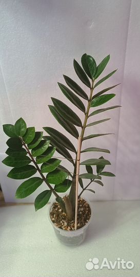 Замиокулькас Шорт лив без вара