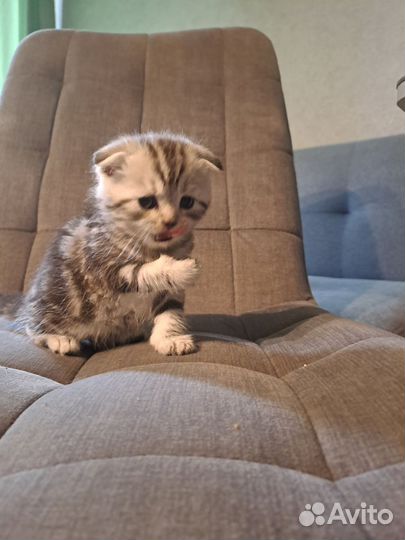 Шотландская