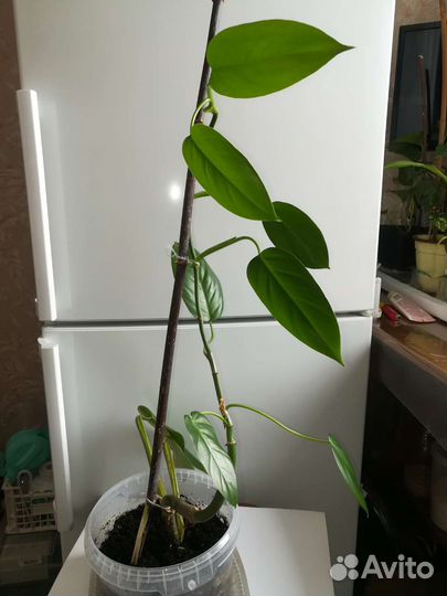 Комнатные растения: Филодендрон