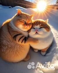 Отдам в добрые руки 2х рыжих котиков