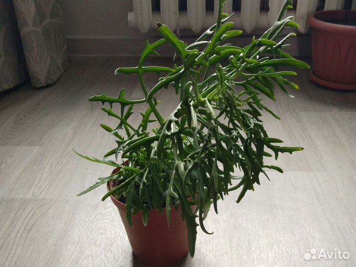 Комнатные цветы