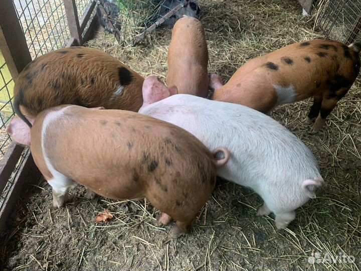 Поросенок ландрас