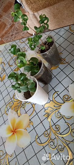 Фикус барок