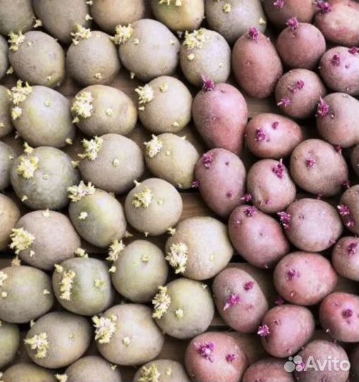 Картофель семенной