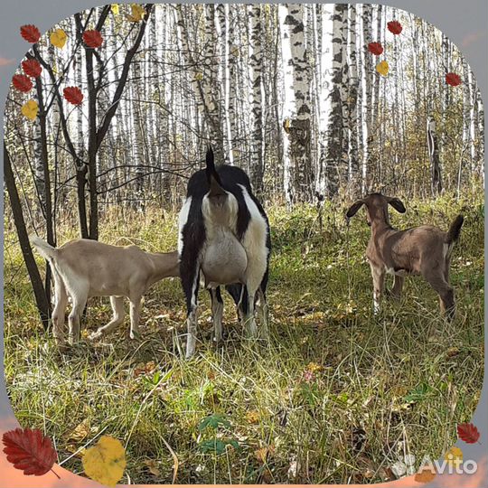 Ламанча, нубийцы