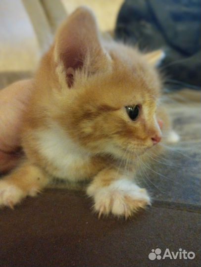 Кошки в добрые руки бесплатно