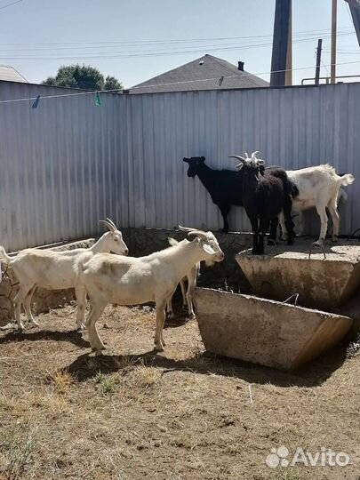 Здоровые молодые козы и козёл, привитые, ухоженны