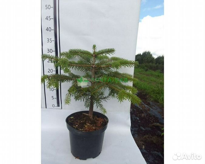 Пихта Нордмана