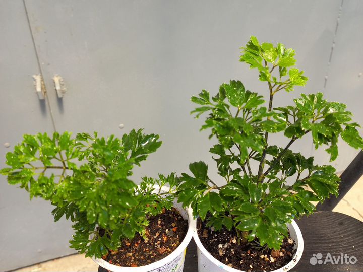 Полисциасы 10 сортов