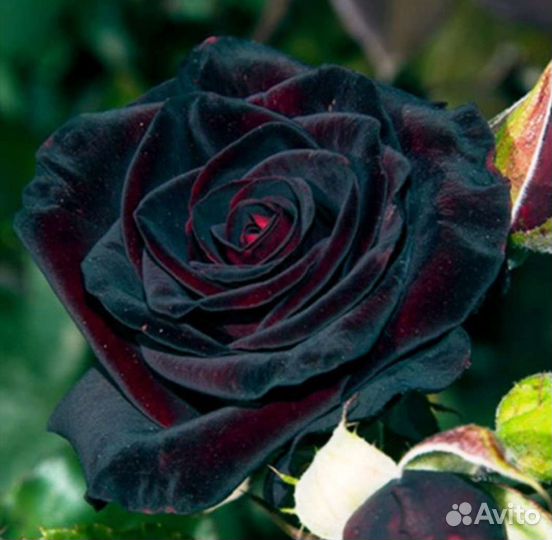 Саженцы роз принимаю заказы