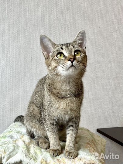 Котенок девочка ищет дом
