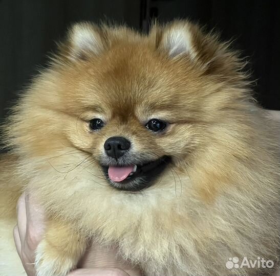 Вязка собак шпиц