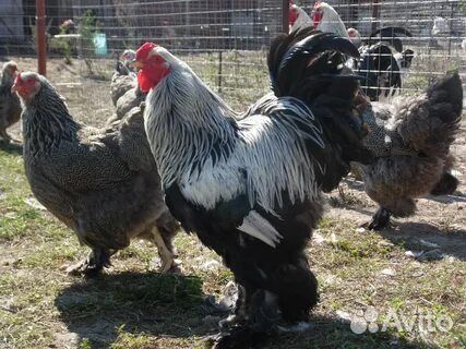 Домашнее и инкубационное яйцо