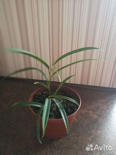 Фикус Али, комнатная мята