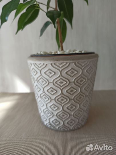 Фикус бенджамина