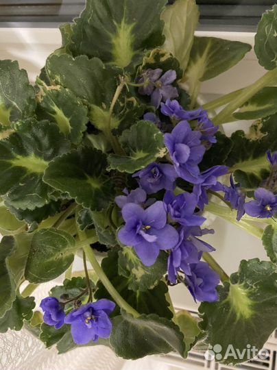 Цветущие фиалки