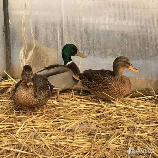 Утки подсадные