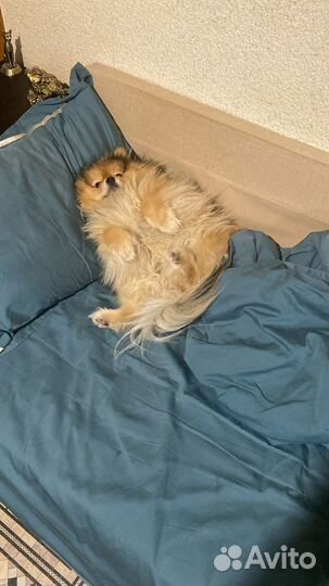 Шпиц на вязку Возраст 2,4