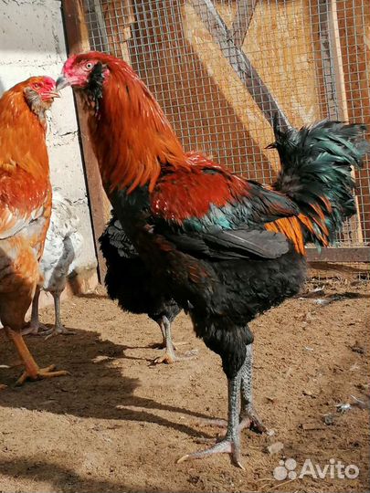 Инкубационное яйцо Гергебельской породы кур