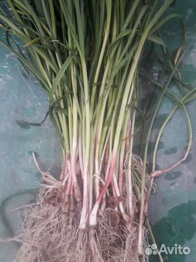 Молодой чеснок с пёрышками