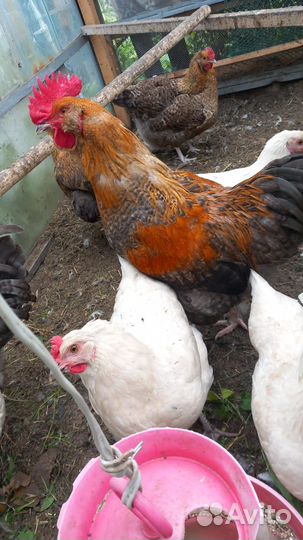 Продам молодых петушков
