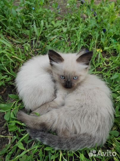 Сиамские котята