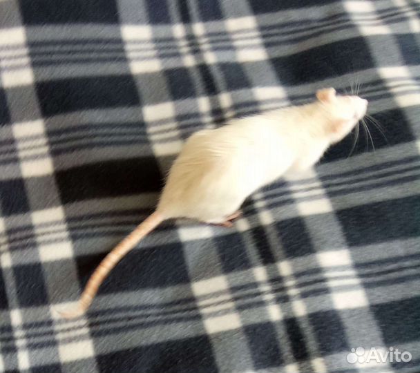 Передержка мелких животных