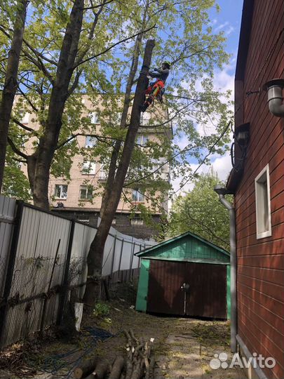 Спил деревьев частями