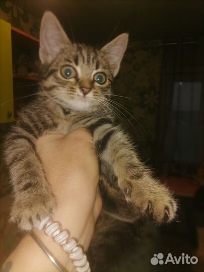 Отдадим котенка